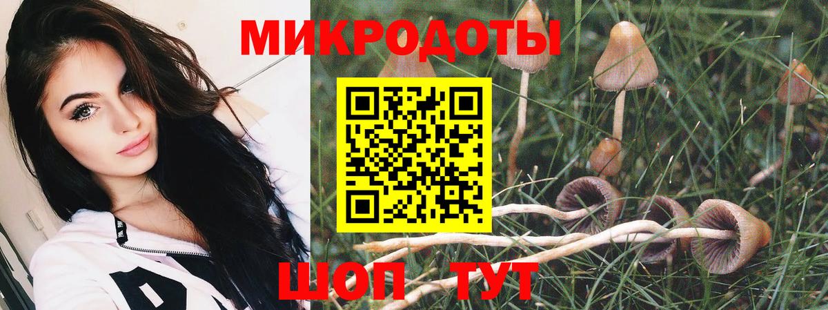 Сланцы  что такое   Вход с VPN  Галлюциногенные грибы Psilocybine cubensis 